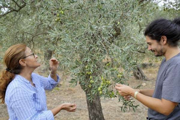 14. Ulusal Naturel Sızma Zeytinyağı Kalite Ödülleri Yarışması'nda Aydın'a gümüş madalya