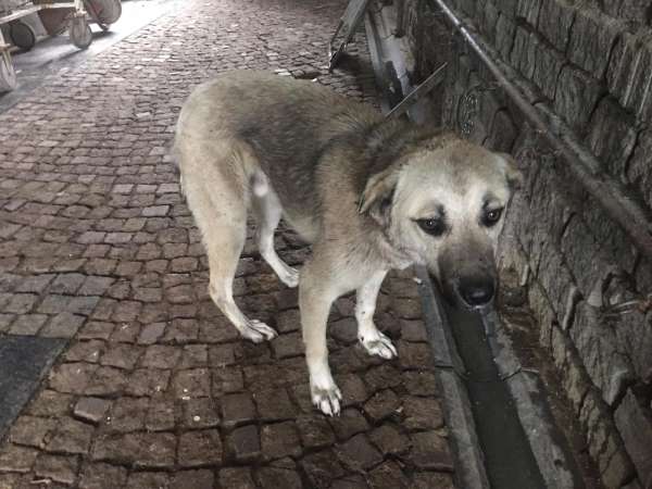 Yaralı sokak köpeklerine şefkat