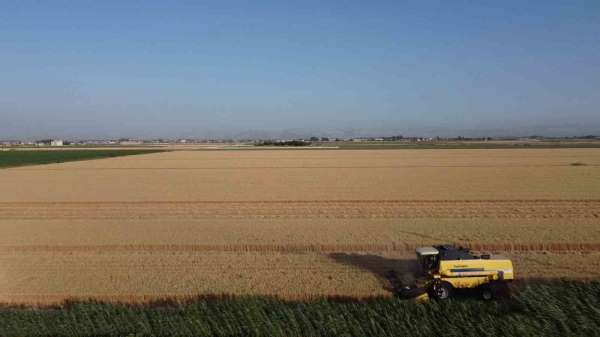 Depremin vurduğu Hatay Amik Ovası'nda buğday hasadı başladı - Hatay haber