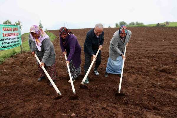 Başkan Güler: 'Akkuş Fasulyesine Avrupa Birliği coğrafi işaret almak için çalışmalar yapılıyor'