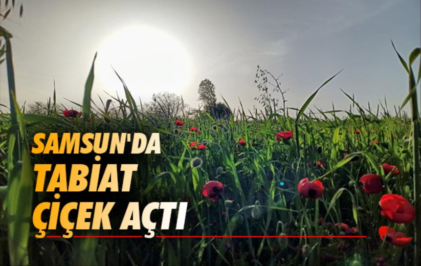 Samsun'da tabiat çiçek açtı
