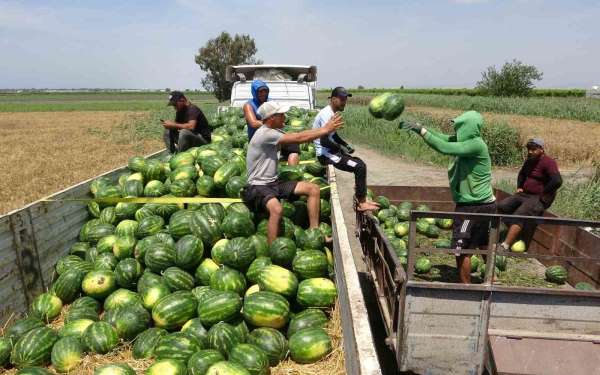 Mersin'de karpuz hasadı başladı
