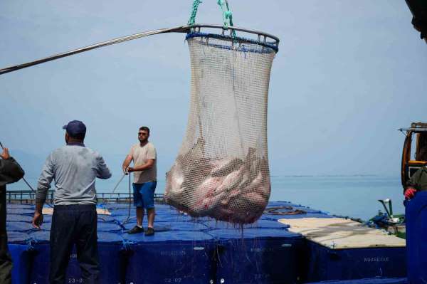 Samsun'da Türk somonu hasadı başladı