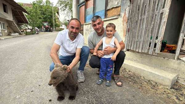 Türkeli'de annesiz bulunan yavru ayı kurtarıldı