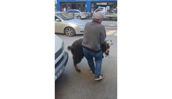 Amasya'da kurbanlık keçi kaçtı, vatandaşlar kovaladı