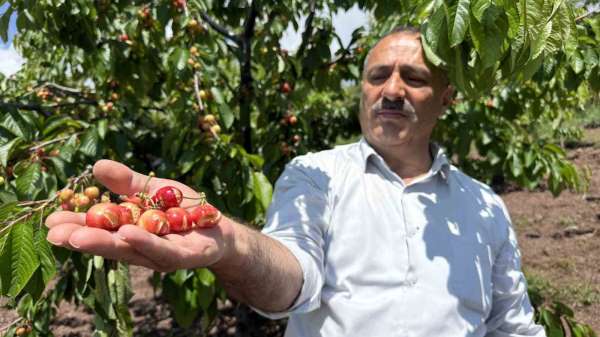 Tokat'ta aşırı yağışlar erkenci kirazı vurdu