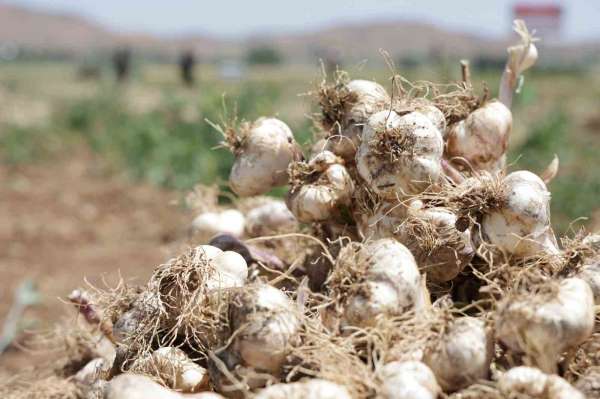 Aksaray'ın organik sarımsakları Rusya ve Almanya yolunda