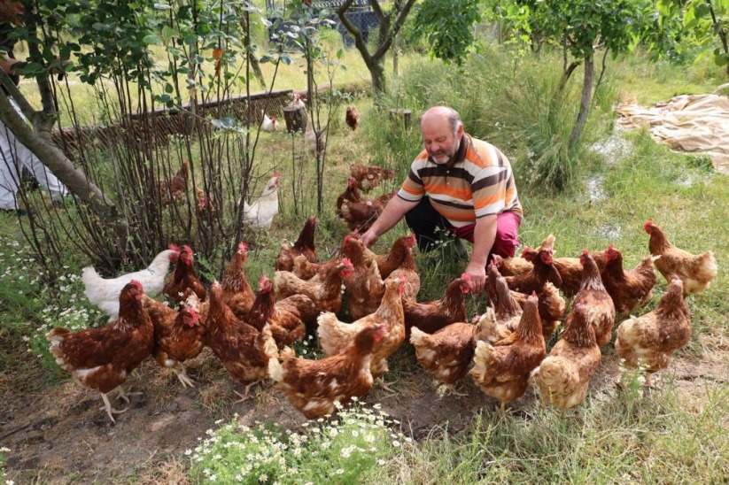 Gezen tavuktan çileğe: Doğal üretim serüveni sürüyor