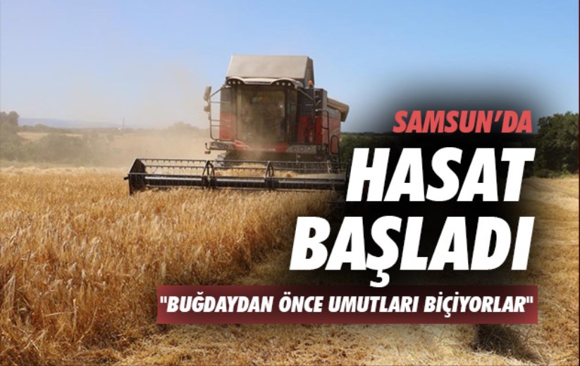 Bafra Ovası'nda hasat başladı: 'Buğdaydan önce umutları biçiyoruz'