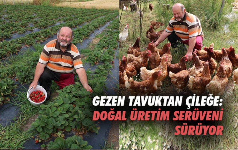 Gezen tavuktan çileğe: Doğal üretim serüveni sürüyor