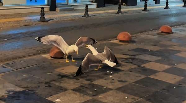 Sinop'ta martıların kavga anı kamerada
