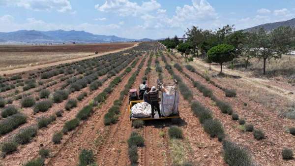 Başkan Altay: 'Lavanta desteğiyle hem bölge turizmine hem de çiftçimize katkı sağladık'