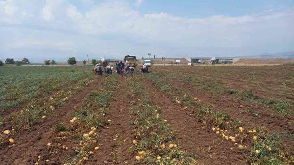 Sandıklı'da 40 bin dekar alanın üzerinde ekimi yapılan patates hasatı başladı