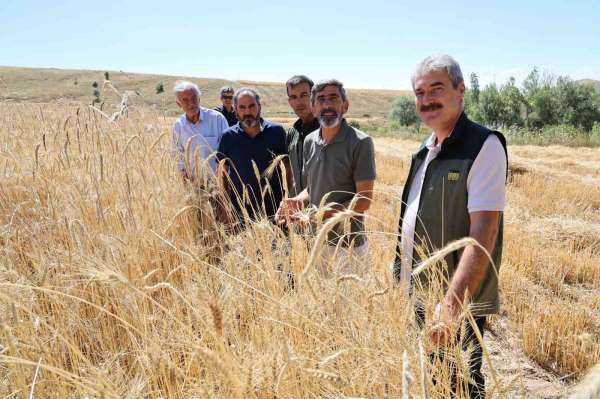 Türkiye'nin tahıl ambarında hasat erken başladı, rekolte yüz güldürdü