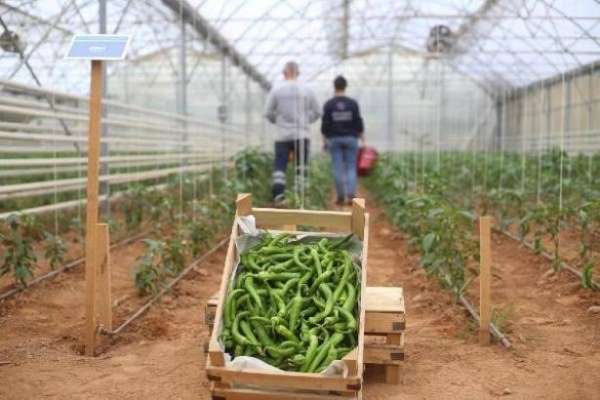Başkan Çerçioğlu'nun tarıma ve üreticilere destekleri sürüyor