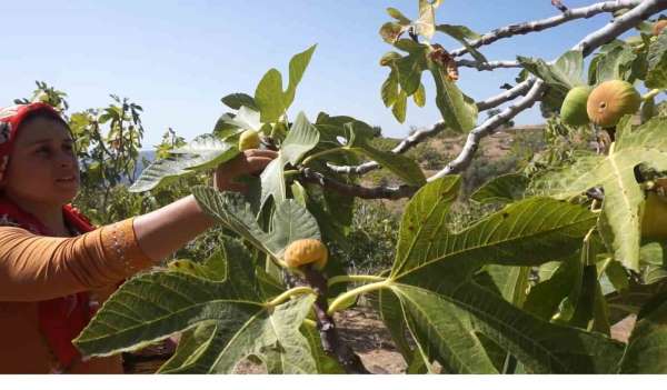 Tire'de incir hasatında işçi maaşı 90 bin TL oldu