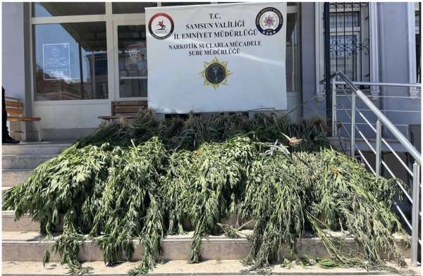 Samsun'da uyuşturucu operasyonu: Hasat edilmeye hazır 782 kök kenevir ele geçirildi