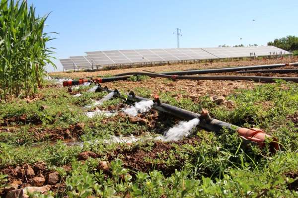 Sulama için güneş sistemi kurdu, elektrik masrafından kurtuldu