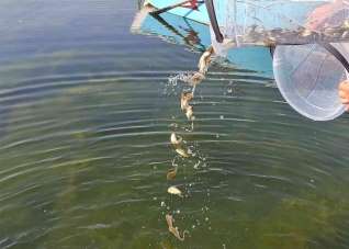Ardahan'daki göl ve göletlere 1 milyon 589 bin yavru sazan balığı bırakıldı