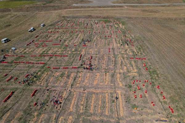 Soğanın başkenti Polatlı'da yazlık sökümünde sona gelindi