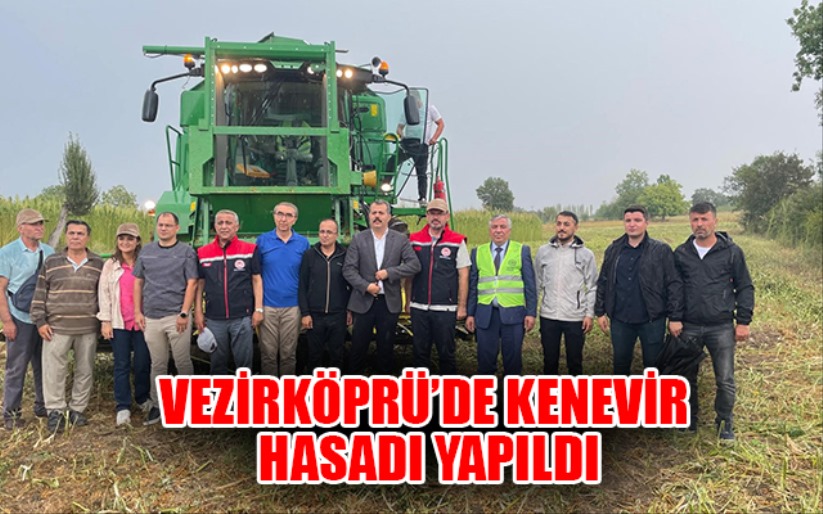 Samsun'da kenevir hasadı