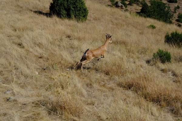 Kazankaya Kanyonu'na 5 dağ keçisi daha salındı