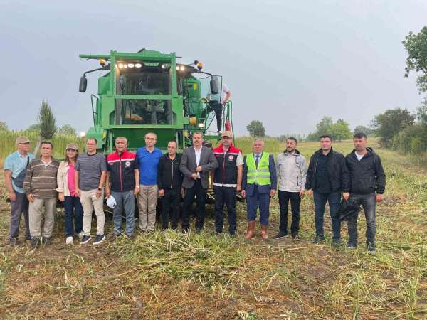 Samsun'da kenevir hasadı