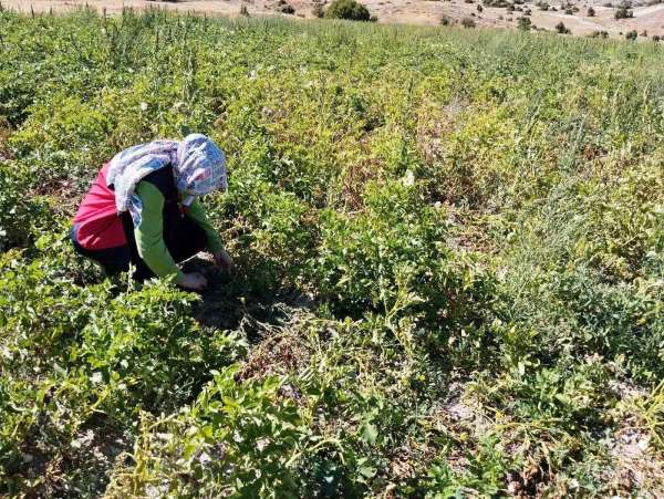 Tavşanlı'da patates üretimi yapılan alanlarda hastalık ve zararlı surveyleri yapıldı