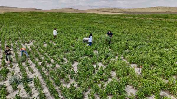 Ağrı'da yetişmez denilen fasulye, yüksek verimiyle dikkat çekti