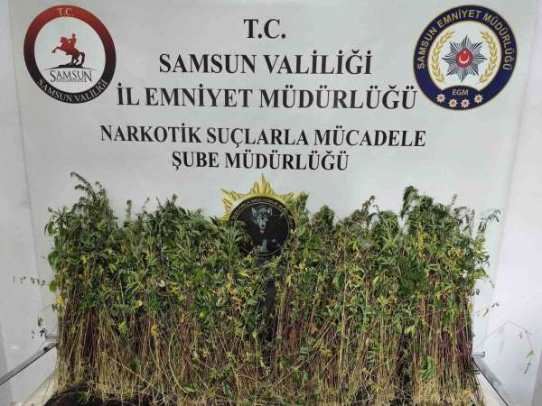 Bafra'da bin 655 kök kenevir ele geçirildi