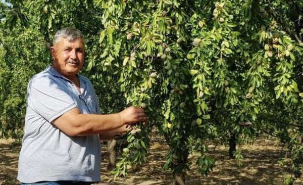 Turanlı, 'Toprak Mahsulleri Ofisi badem alımını üstlenmelidir'