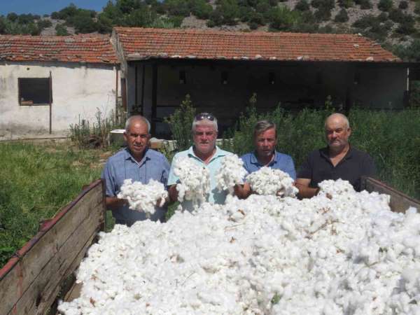 Söke Ziraat Odası pamukta fiyat beklentisini açıkladı