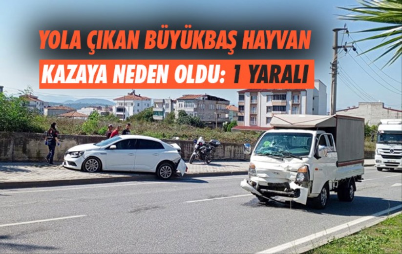 Samsun'da ana yola çıkan büyükbaş hayvan kazaya neden oldu: 1 yaralı