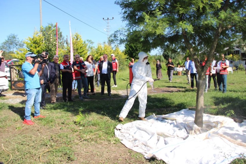 Samsun'da kahverengi kokarca ile mücadele: Fındık bahçeleri kışlak öncesi ilaçlandı