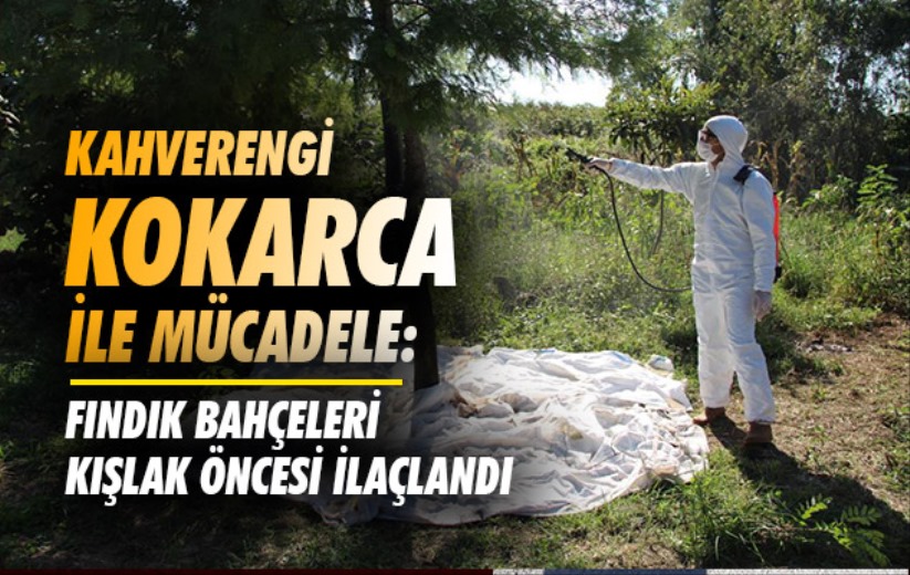 Samsun'da kahverengi kokarca ile mücadele: Fındık bahçeleri kışlak öncesi ilaçlandı