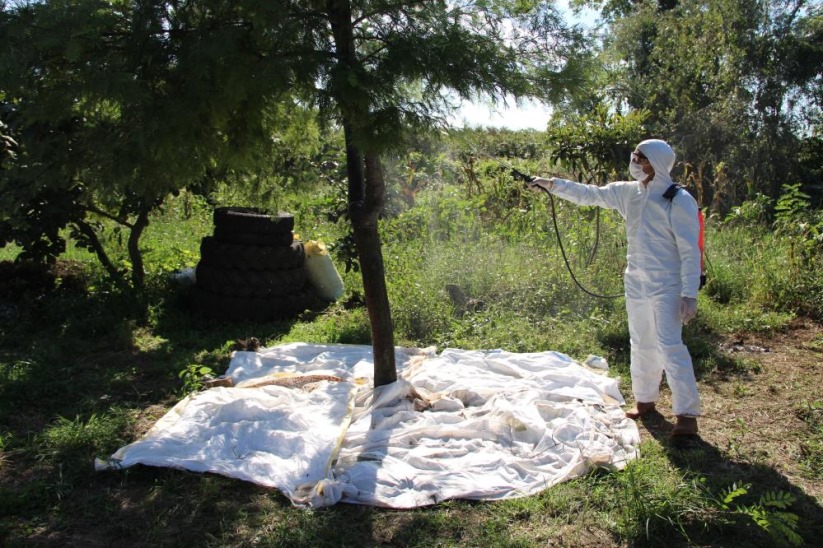 Samsun'da kahverengi kokarca ile mücadele: Fındık bahçeleri kışlak öncesi ilaçlandı