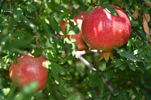 Denizli'de nar hasadı başladı