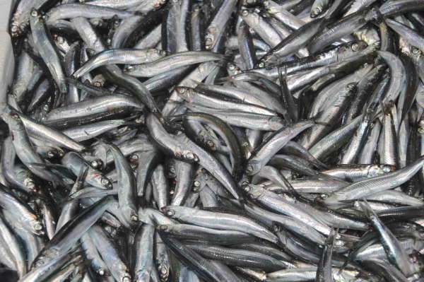 Tezgahların gözdesi 'hamsi'