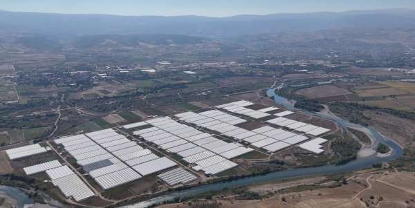 Tokat çiçekçilikte bölge lideri oldu; 600 dekarda 20 çeşit çiçek yetiştiriliyor
