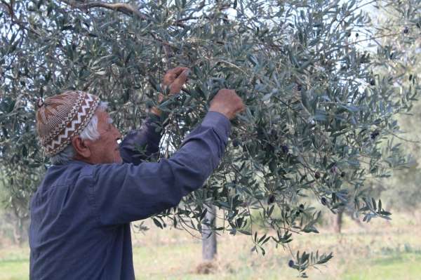 Milas Belediyesi'nden satılık yeni mahsul zeytinler 