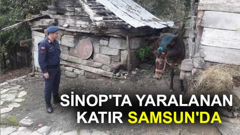 Sinop'ta yaralanan katır Samsun'da - Yaralı Hayvan haber