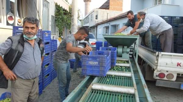 Burhaniye'de Tarım Kredi Kooperatifi zeytin alımına başladı