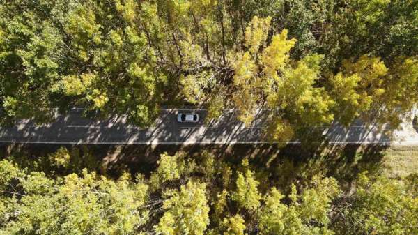 Tokat'ın ağaç tüneli sonbaharda güzelliğiyle mest ediyor