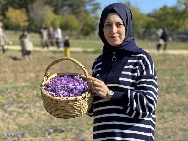 'Dünyanın en pahalı baharatı' safranı hasat etmek için soluğu tarlalarda aldılar