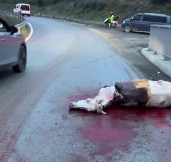 İstanbul'da korkunç kaza: Atın kopan bacağı otomobile saplandı