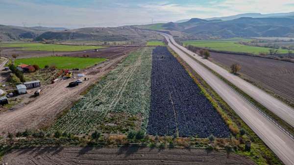 Beypazarı'nda mor lahana hasadı sürüyor