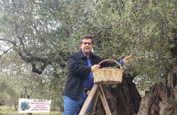 Dünya zeytin ağacı günü Manisa'da buruk geçti