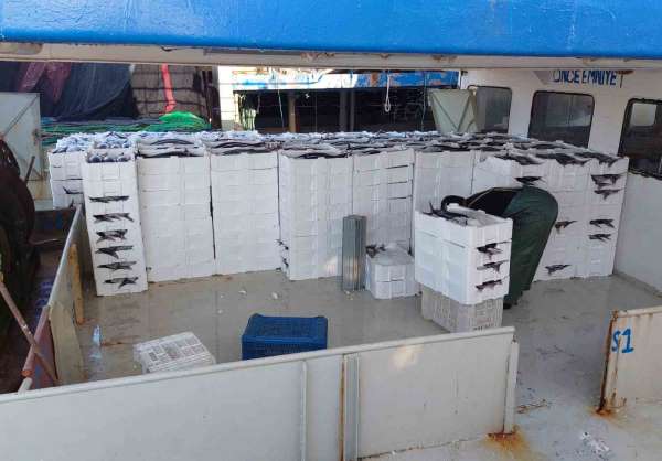 Marmara Denizi'ne ağ atan balıkçılar, yaklaşık 30 ton torik balığı avladılar