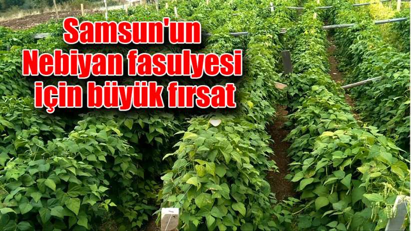 Samsun'un Nebiyan fasulyesi için büyük fırsat