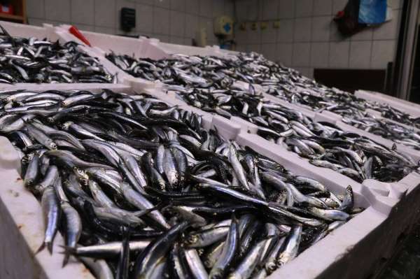 Balıkçılar sezondan umutsuz 